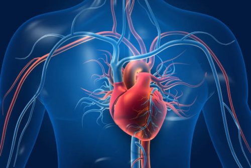 human heart with blood vessels. 3d illustration